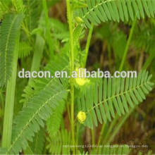 Cassia Nomame Extraktpulver Flavanol 8% 10% 16% etc.